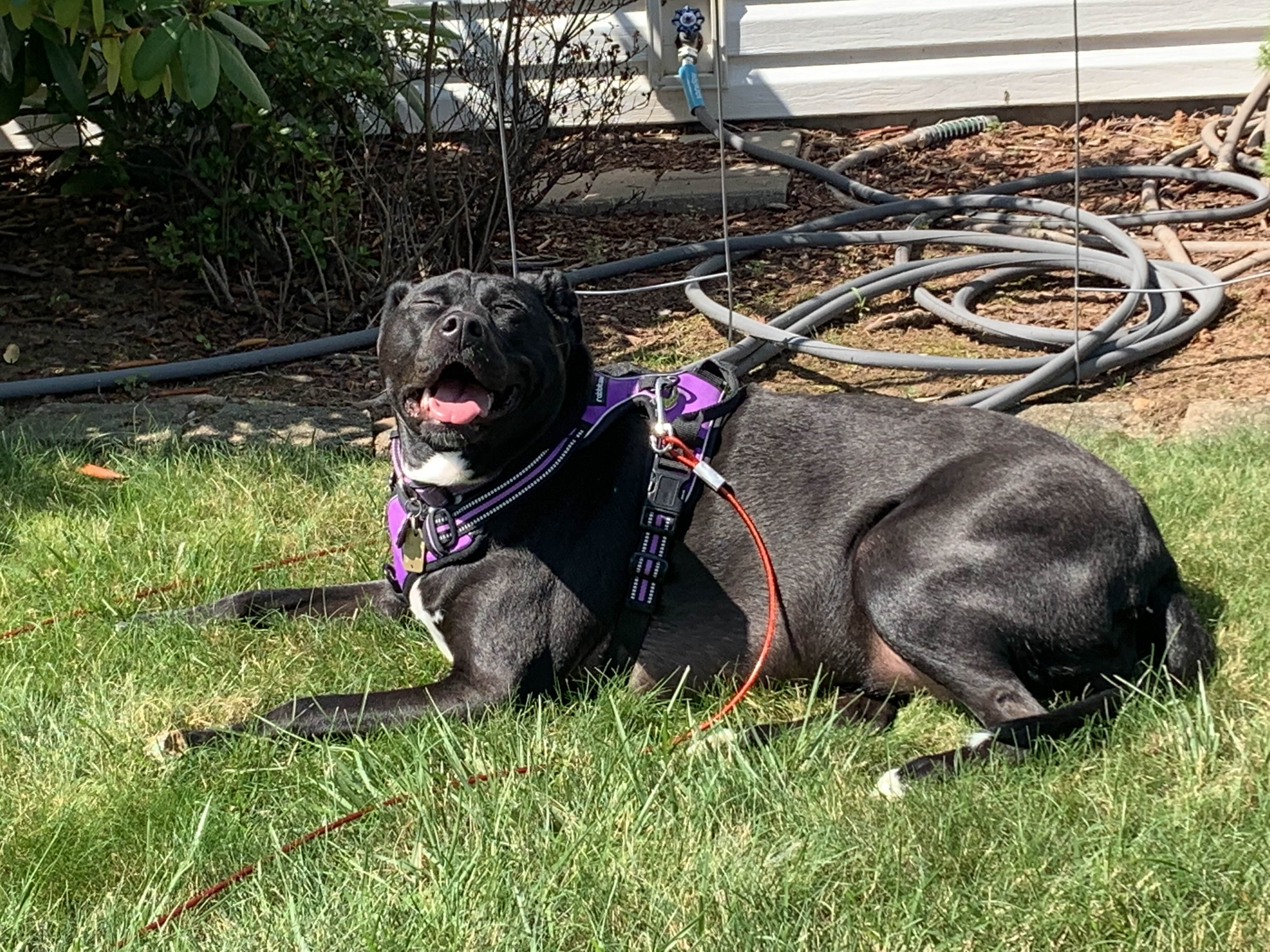 Pet Sitting